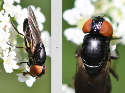 Réf. 283 859 : Chrysogaster solstitialis
